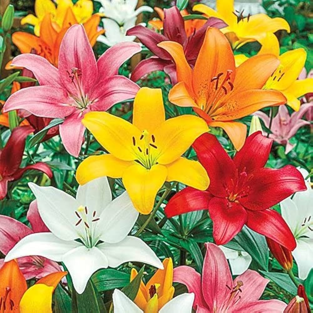 Mixed Color Lilium Flower Seeds for Planting 100 pcs