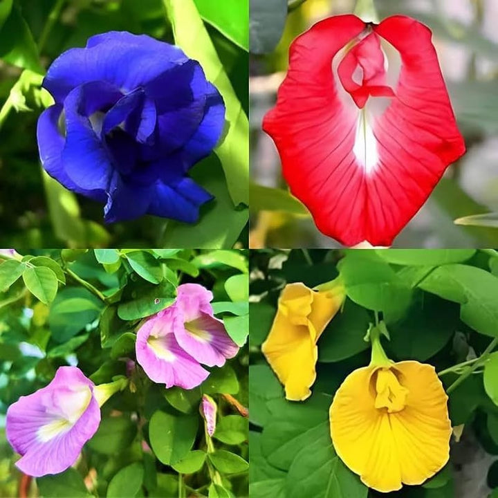 Mix Ternatea Flower Seeds for Planting - 100 pcs