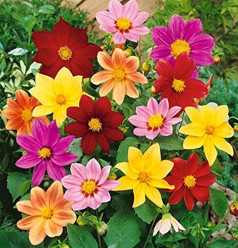 dahlia dahlia flower seeds