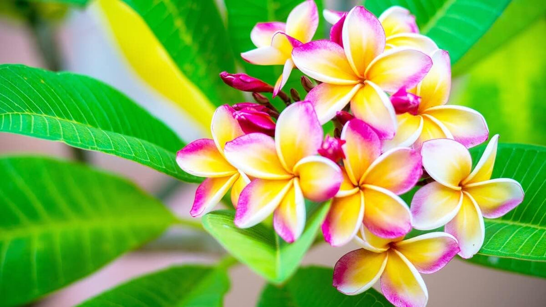 Flower Seeds, Seeds for Planting, Plant Seeds