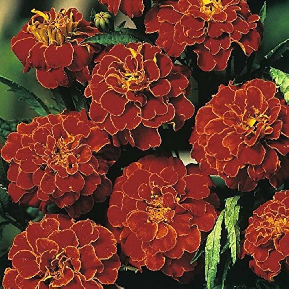 red french flower seeds