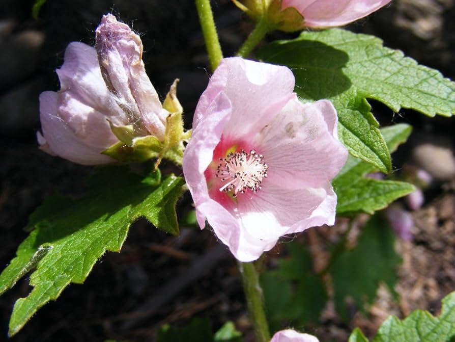 mallow iliamna flower seeds