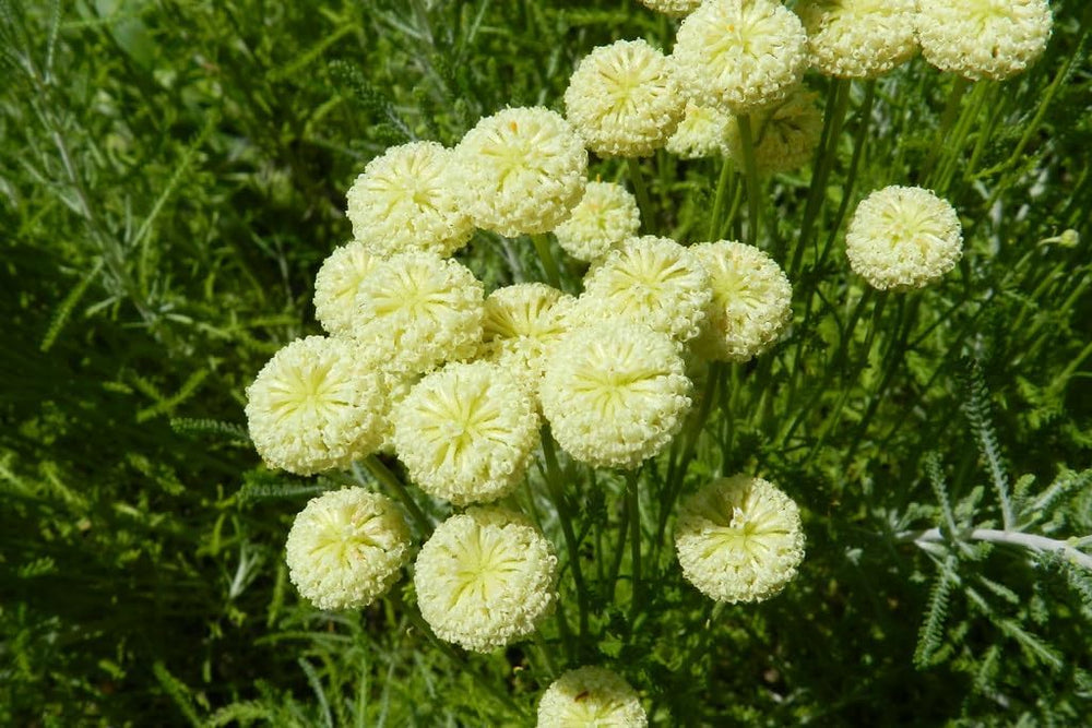 Flower Seeds, Seeds for Planting, Plant Seeds