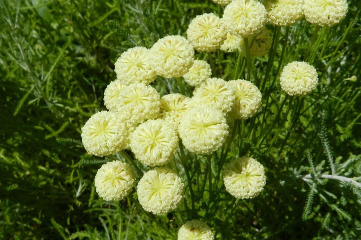 Flower Seeds, Seeds for Planting, Plant Seeds