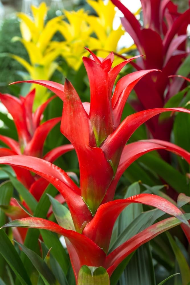 Flower Seeds, Seeds for Planting, Plant Seeds