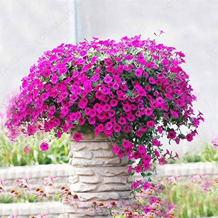 Hanging Petunia Flower Seeds for Planting Pink 100 pcs