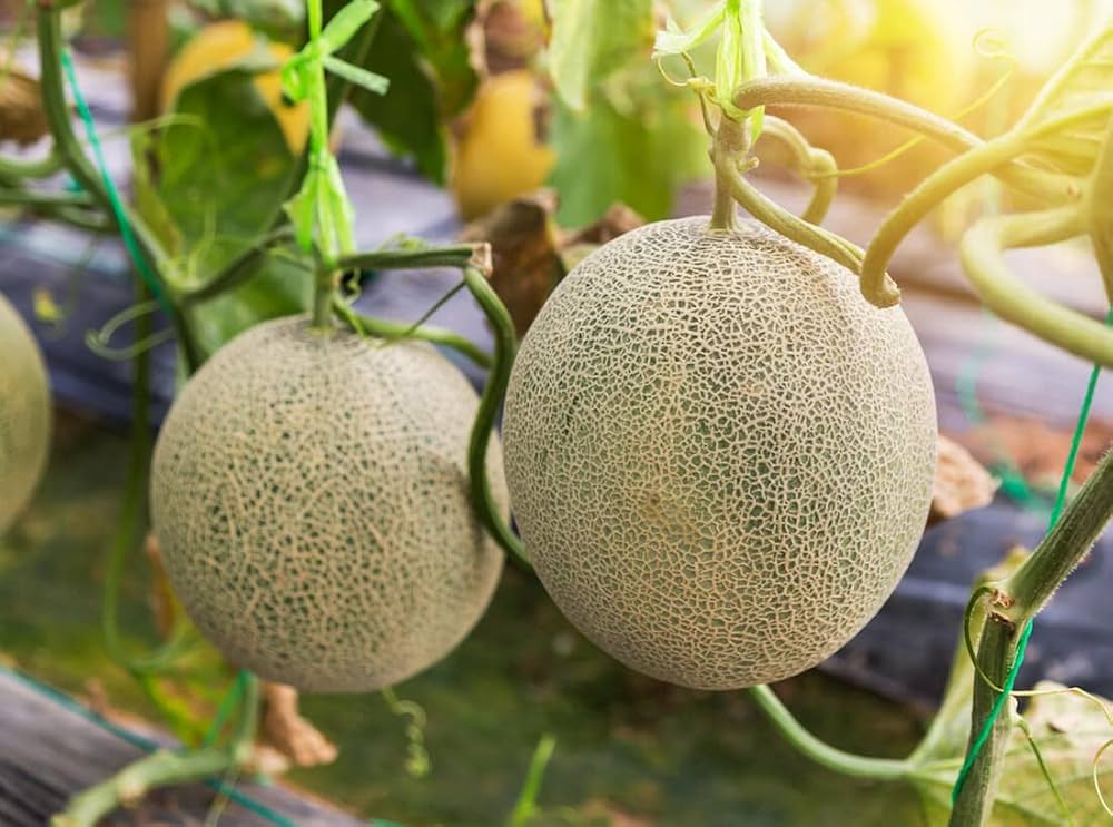 Muskmelon frugtfrø - søde og forfriskende meloner til din have 100 stk.