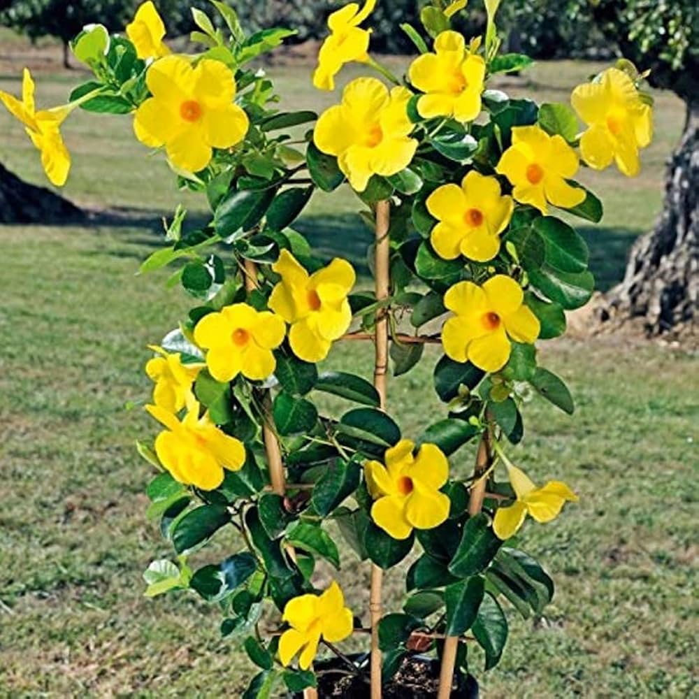 mandevilla sanderi flower seeds