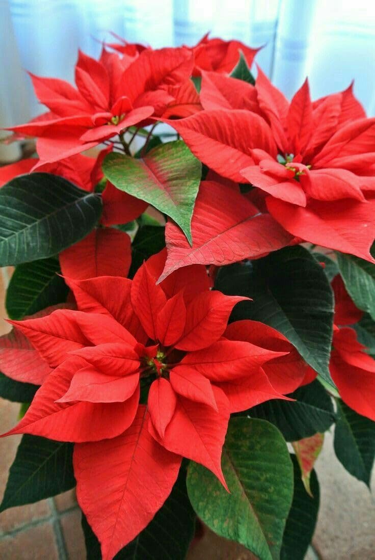 poinsettia plant seeds Poinsettia Flower Seeds for Planting – Heirloom, 100 pcs, Non-GMO, High Germination, Organic Garden Seeds