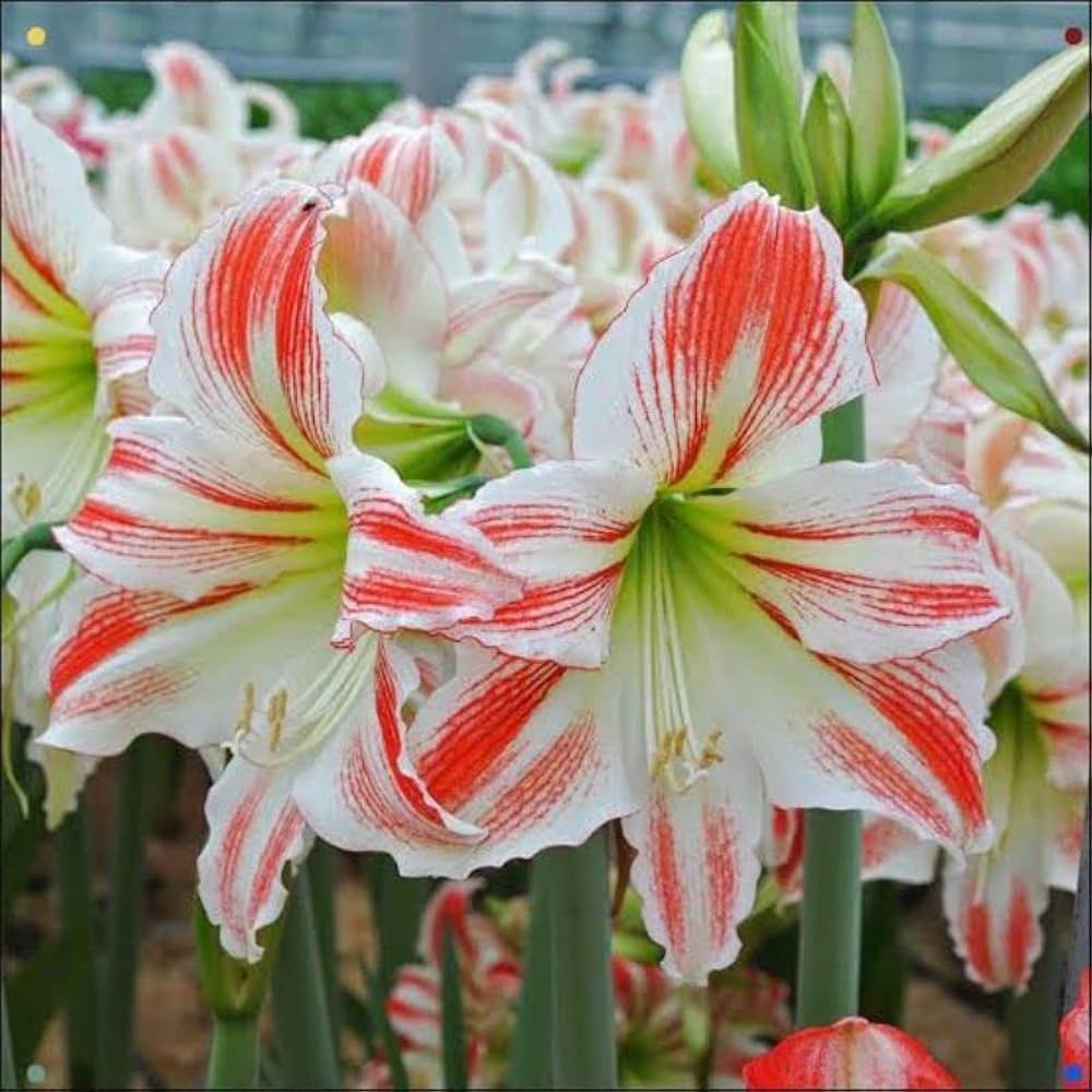 french amaryllis flower seeds