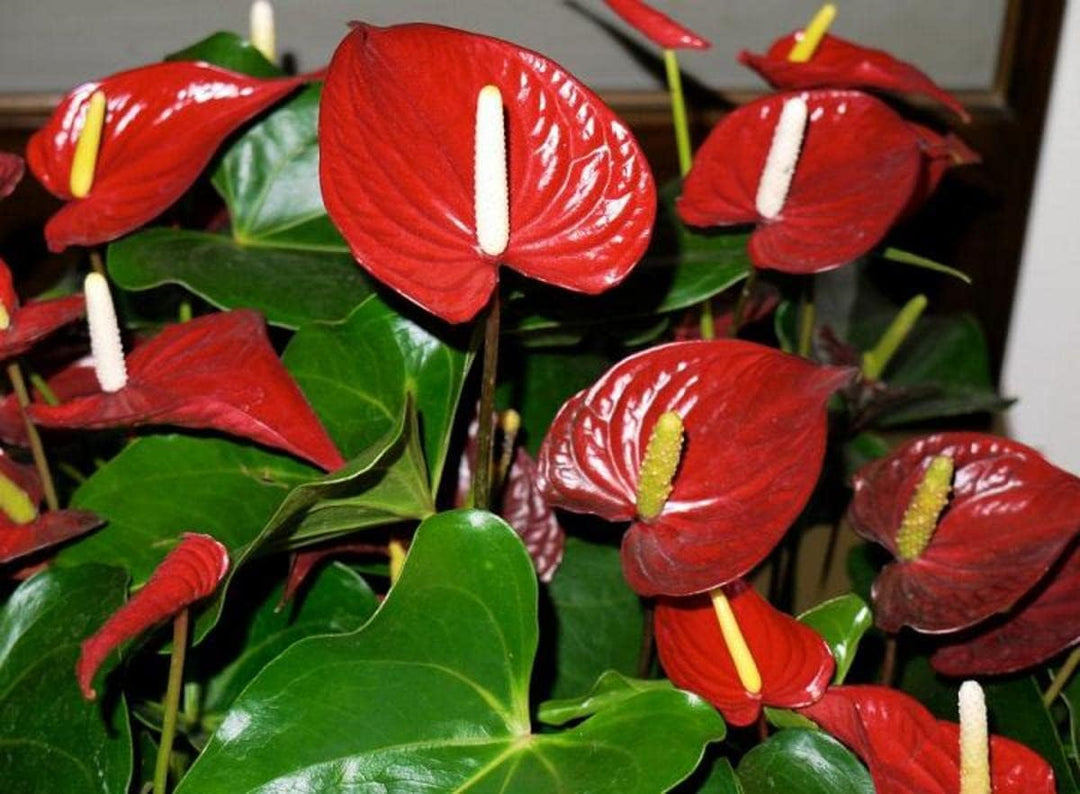anthurium andraeanum seeds Heirloom Non-GMO Red Anthurium Andraeanum Flower Seeds for Planting – High Germination Organic Garden Seeds