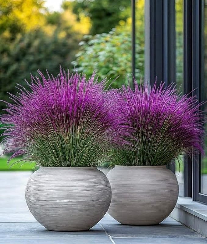 Marron and brown Pampas Grass Flower Seeds for Planting – Heirloom &amp; Non-GMO Ornamental Garden Seeds