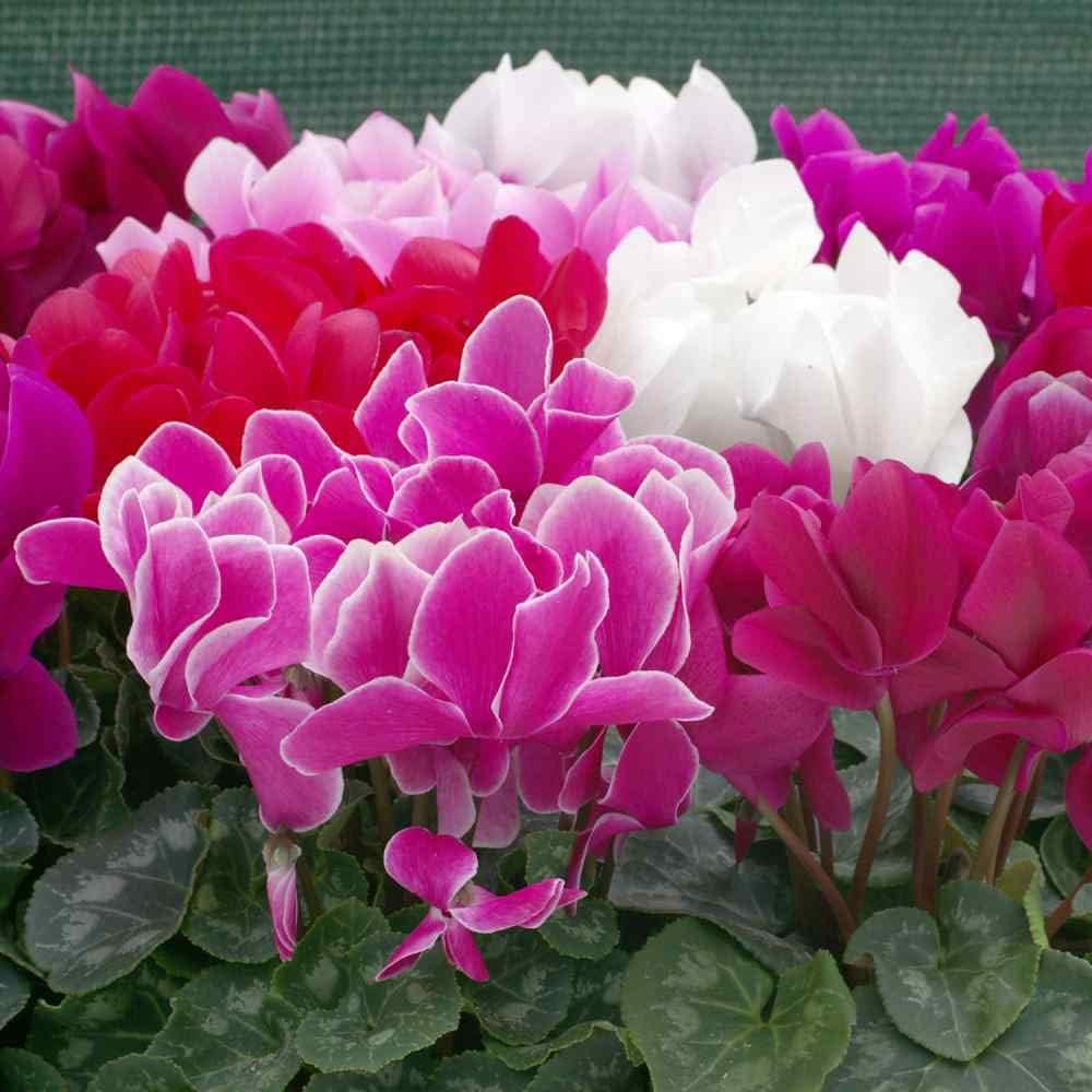 persicum flower flower seeds