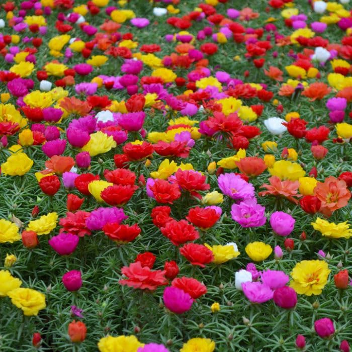 Mixed Portulaca Rose Flower Seeds for Planting - 100 pcs