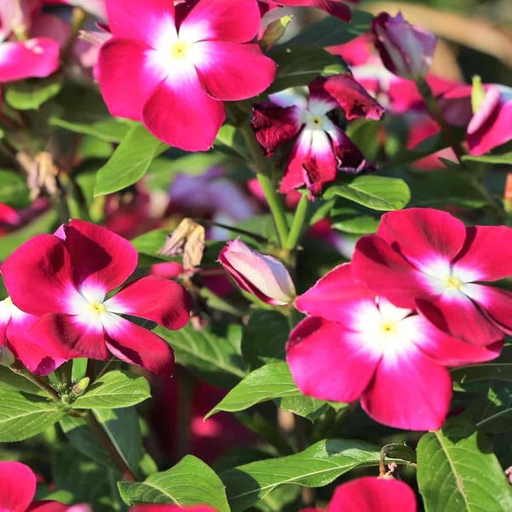 Dark Pink Vinca Flower Seeds for Planting 100 pcs