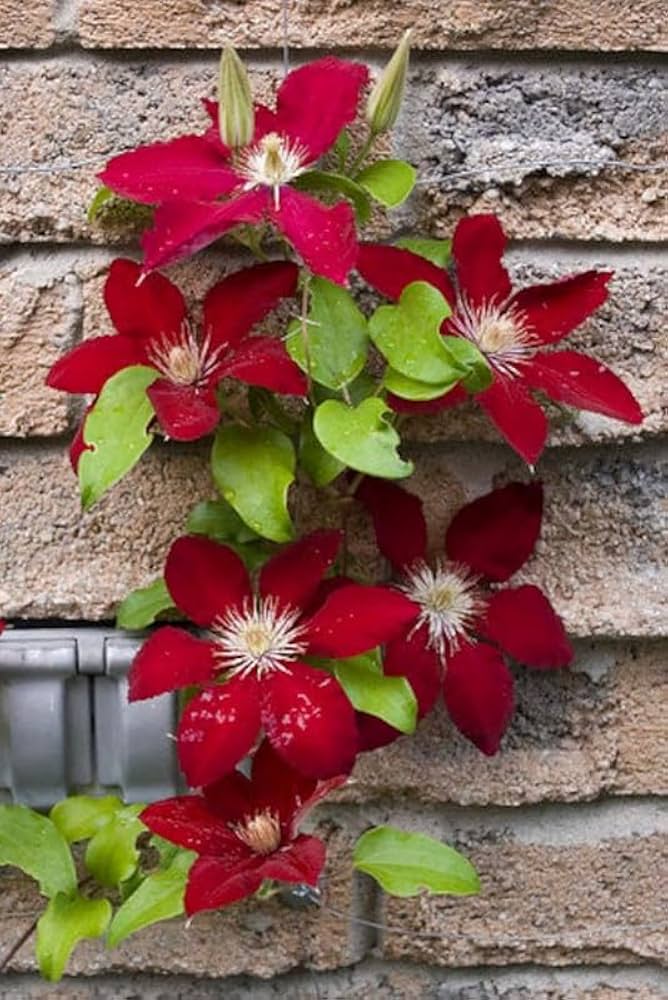 Maroon Clematis Flower Seeds – Heirloom Non-GMO High Germination Organic Garden Seeds for Planting