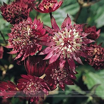 organic maroon flower seeds