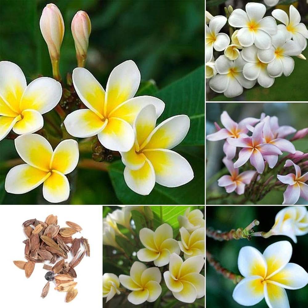 plumeria plumeria flower seeds