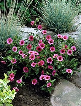 Flower Seeds, Seeds for Planting, Plant Seeds