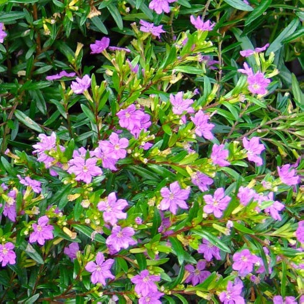 Cuphea Hyssopifolia mexicanske blomsterfrø til plantning 100 stk