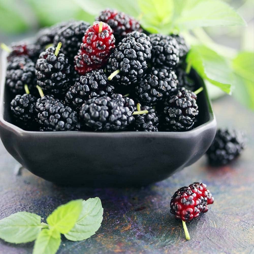 mulberry for flower seeds