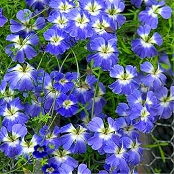 Blue Nasturtium Flower Seeds for Planting - 100 pcs