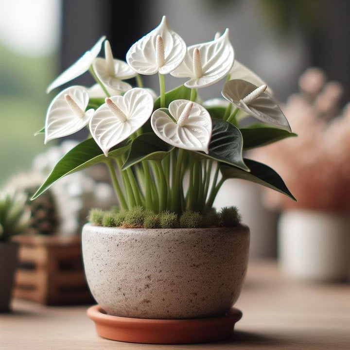 White Anthurium Flower Seeds for Planting - 100 pcs