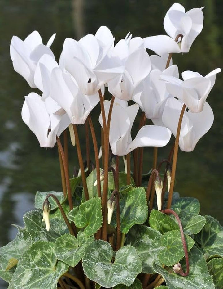Organic Heirloom White Cyclamen Flower Seeds for Planting – Non-GMO Winter Blooming, High Germination Seeds