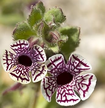 Flower Seeds, Seeds for Planting, Plant Seeds