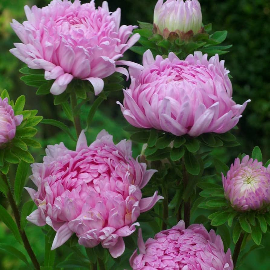 aster callistephus flower seeds