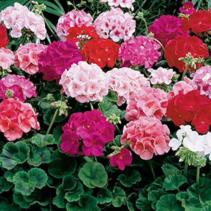 Mixed Geranium Plant Seeds for Planting 100 pcs