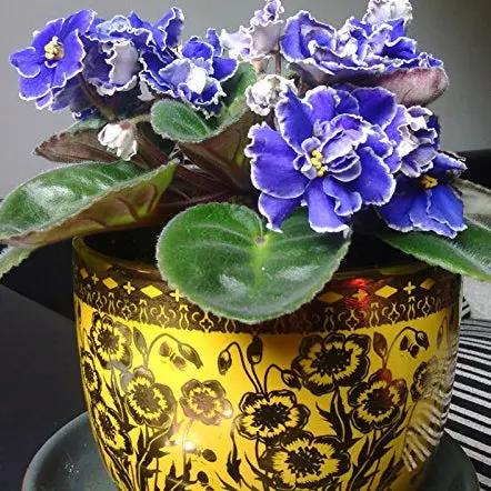 violet matthiola flower seeds