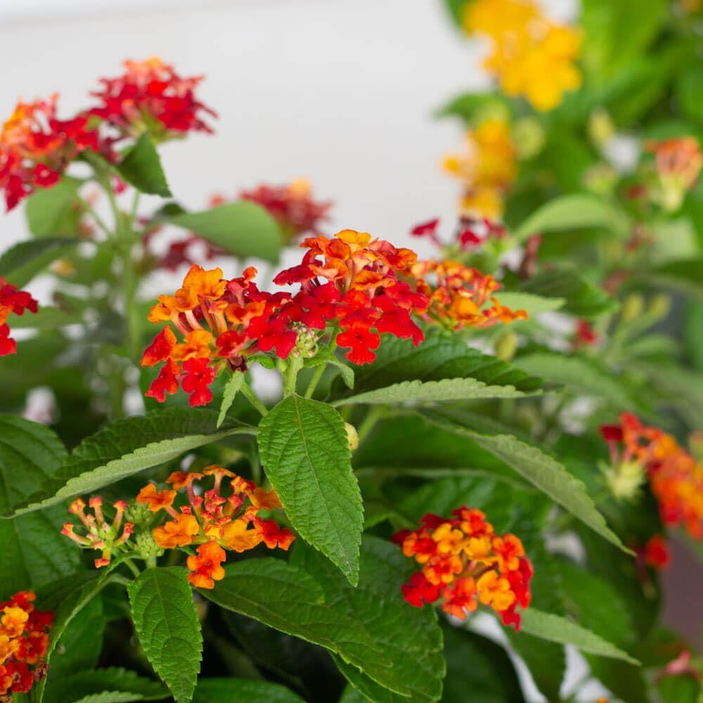 lantana camara flower seeds