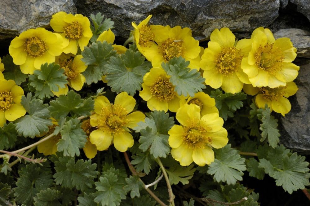 geum reptans flower seeds