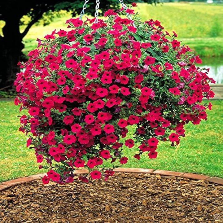 Petunia Flower Seeds for Planting Dark Pink 100 pcs