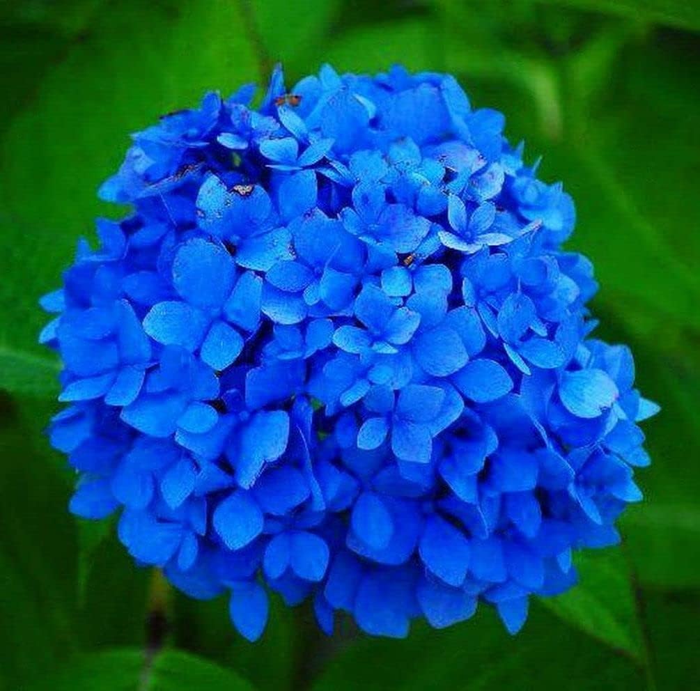 Deep Blue Hydrangea Flower Seeds for Planting - 100 pcs