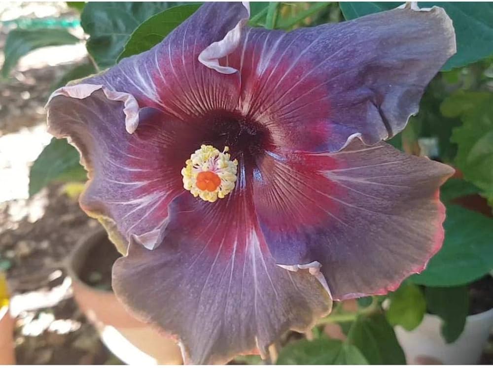 hibiscus hibiscus flower seeds