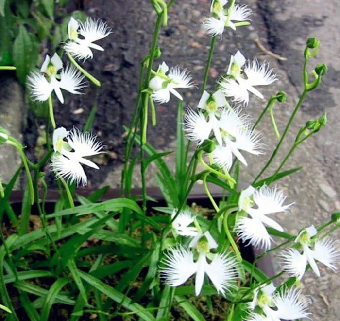 White Egret Orkideer Blomsterfrø til udplantning 100 stk