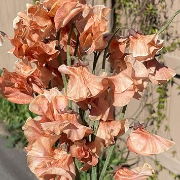 Flower Seeds, Seeds for Planting, Plant Seeds