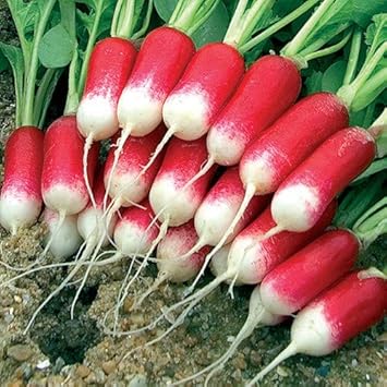 Red White Radish Seeds for Planting