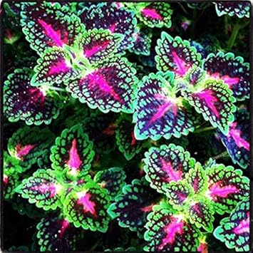 Flower Seeds, Seeds for Planting, Plant Seeds