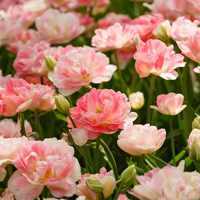 tulip tulipa flower seeds