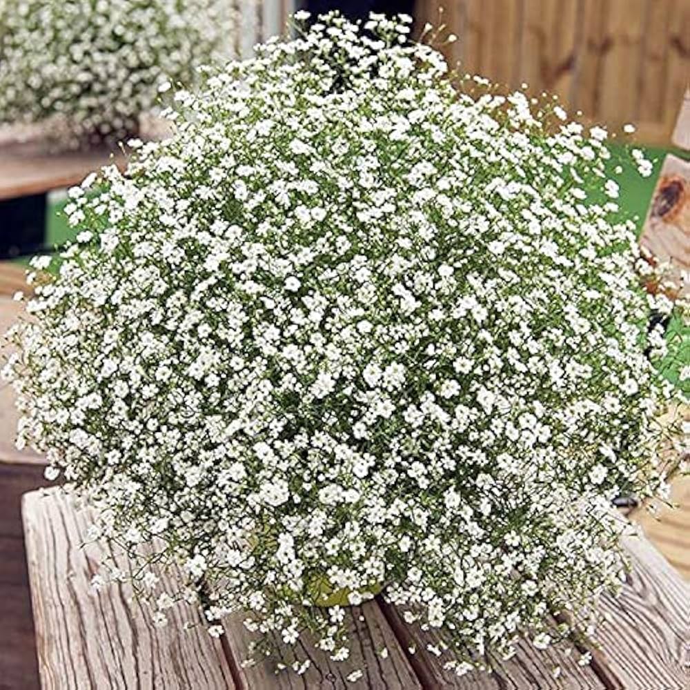 gypsophila sky flower seeds
