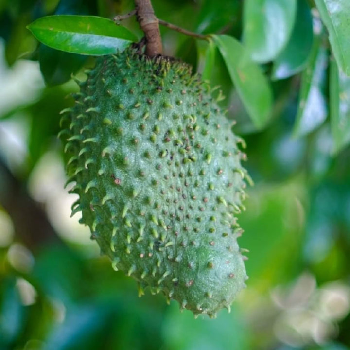 Army Green Graviola Soursop Fruit Seeds for Planting – Heirloom, Non-GMO, Tropical Fruit Seeds