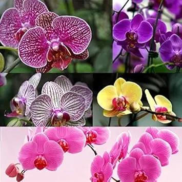 phalaenopsis orchid flower seeds