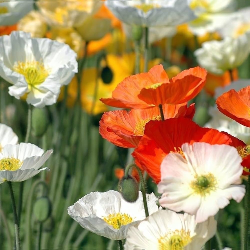 poppy eschscholzia flower seeds