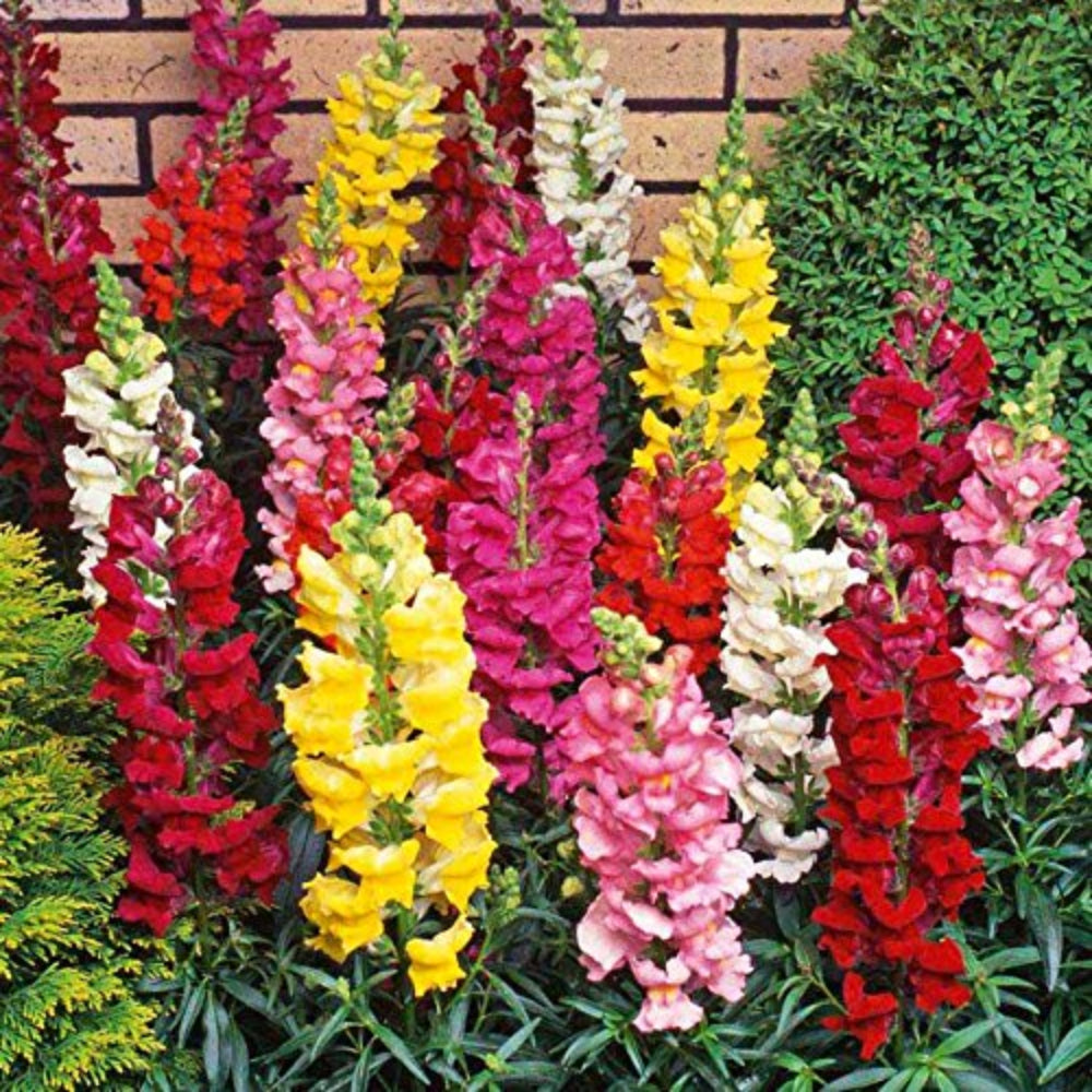 burpee flower flower seeds