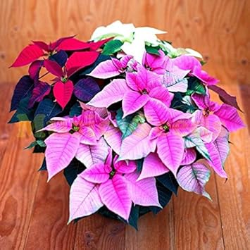 mixed poinsettia flower seeds