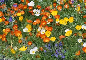 nudicaule flower flower seeds