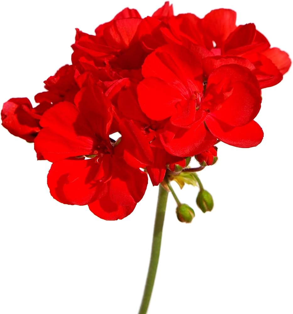 ringo cardinal flower seeds